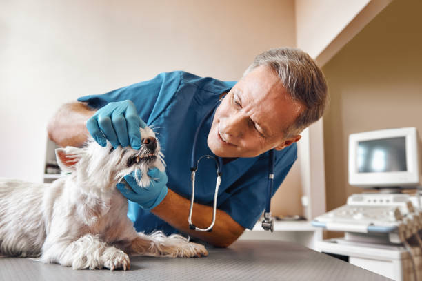 Best Urgent Tooth Repair  in Crystal River, FL